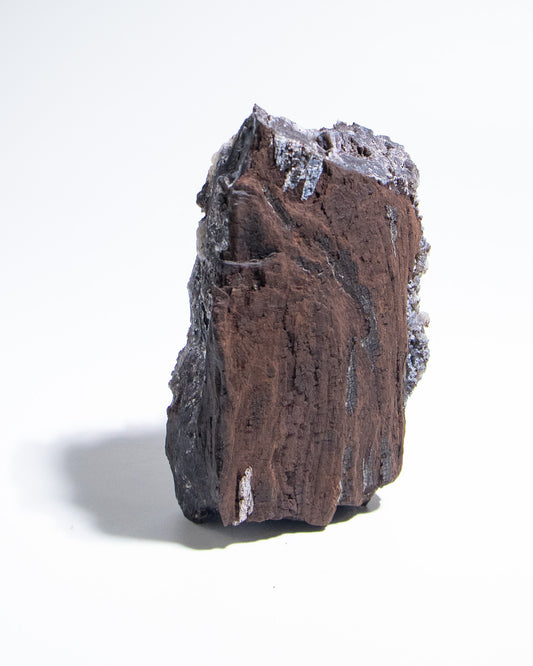 義大利阿爾卑斯木化石共生玉髓rare petrified wood covered with chalcedony features beautiful pale blue hue