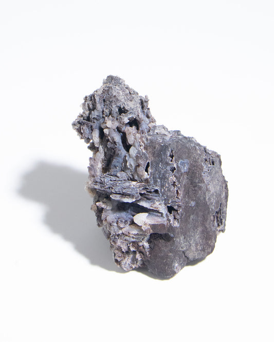 義大利阿爾卑斯木化石共生玉髓rare petrified wood covered with chalcedony features beautiful pale blue hue