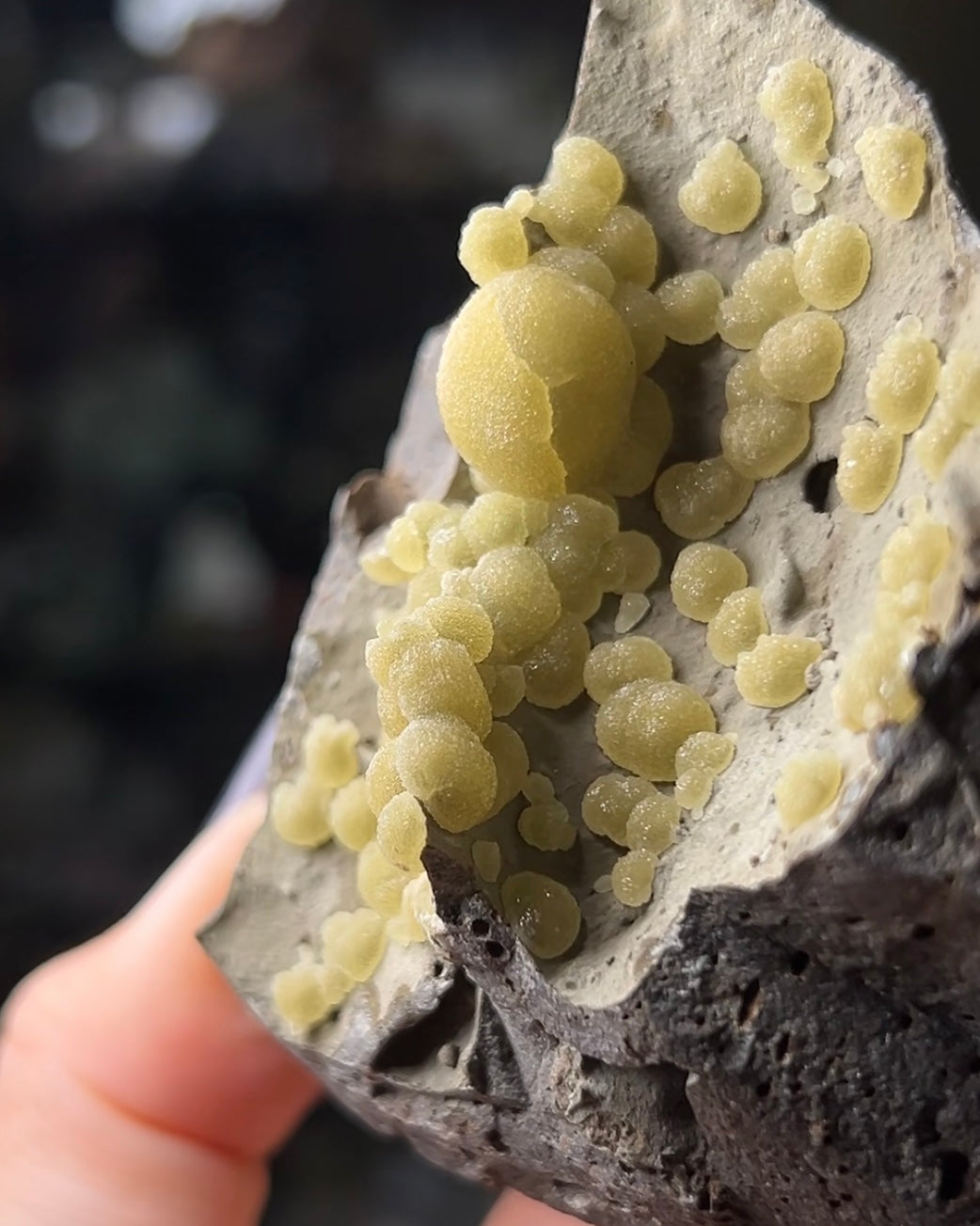 稀有的義大利球狀方解石,常長在玄武岩上 Rare Italian botryoidal calcite typically occurs on basalt.