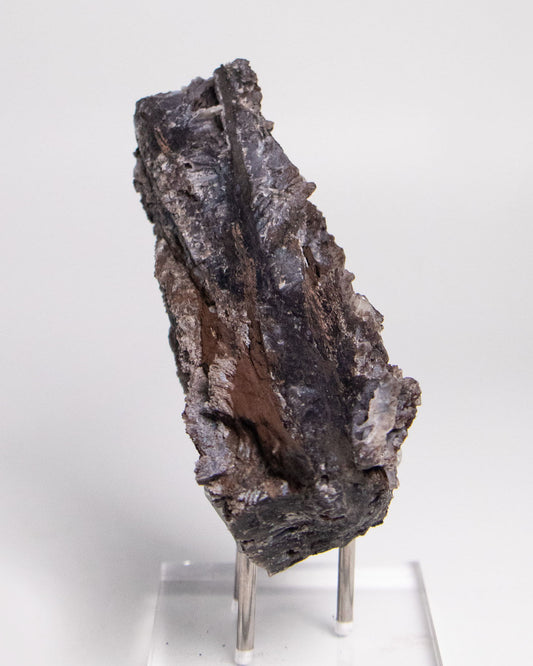 義大利阿爾卑斯產木化石,含玉髓結晶與細緻紋理,是收藏者與自然系家居空間的理想裝飾品。