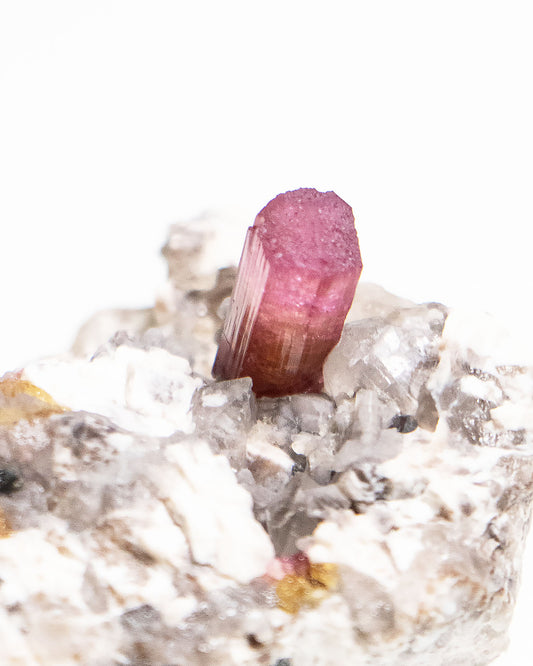 摩洛哥碧璽近年才進入國際市場的新興產地,這件母岩上的紅碧璽標本呈現濃郁而飽滿的粉紅色調,光澤動人。