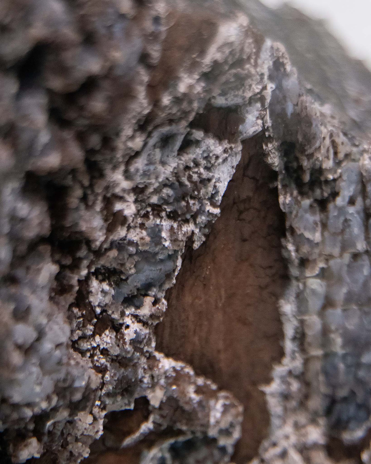 木質調居家擺飾義大利阿爾卑斯木化石