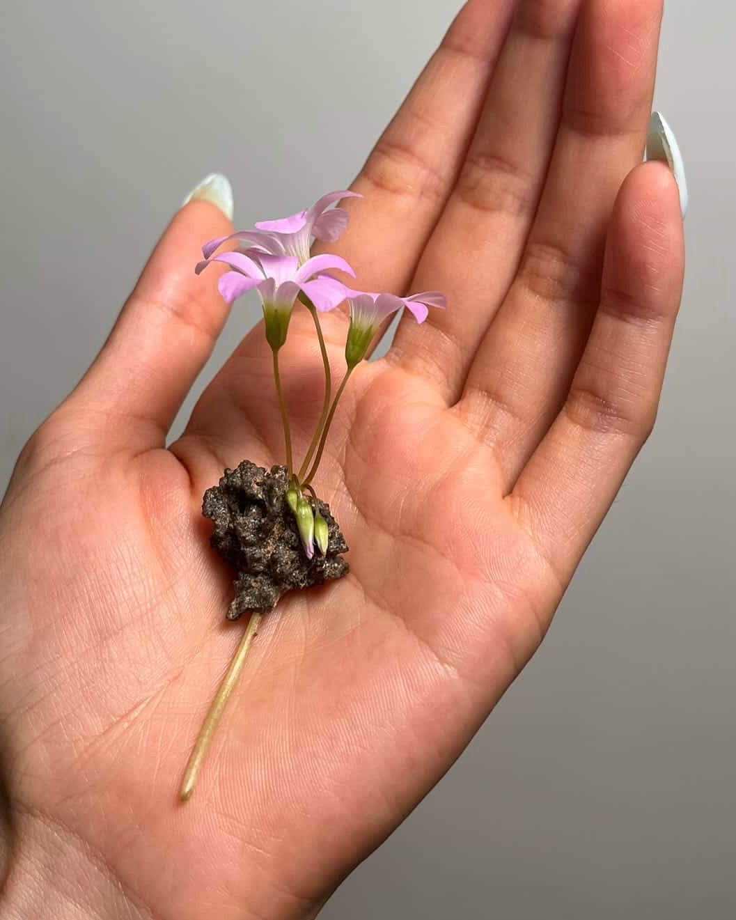 [不挑·鋼鍊款]閃電化石 - 撒哈拉沙漠