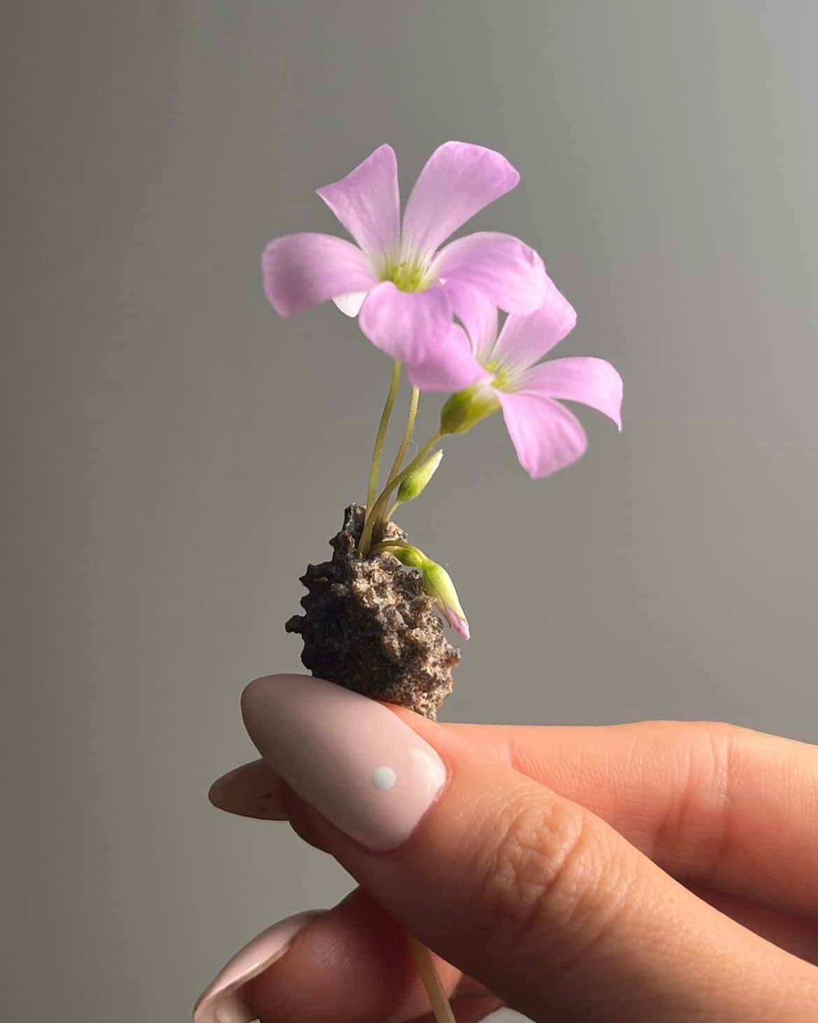 [不挑·鋼鍊款]閃電化石 - 撒哈拉沙漠