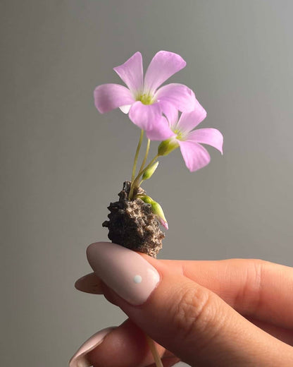 [不挑·鋼鍊款]閃電化石 - 撒哈拉沙漠