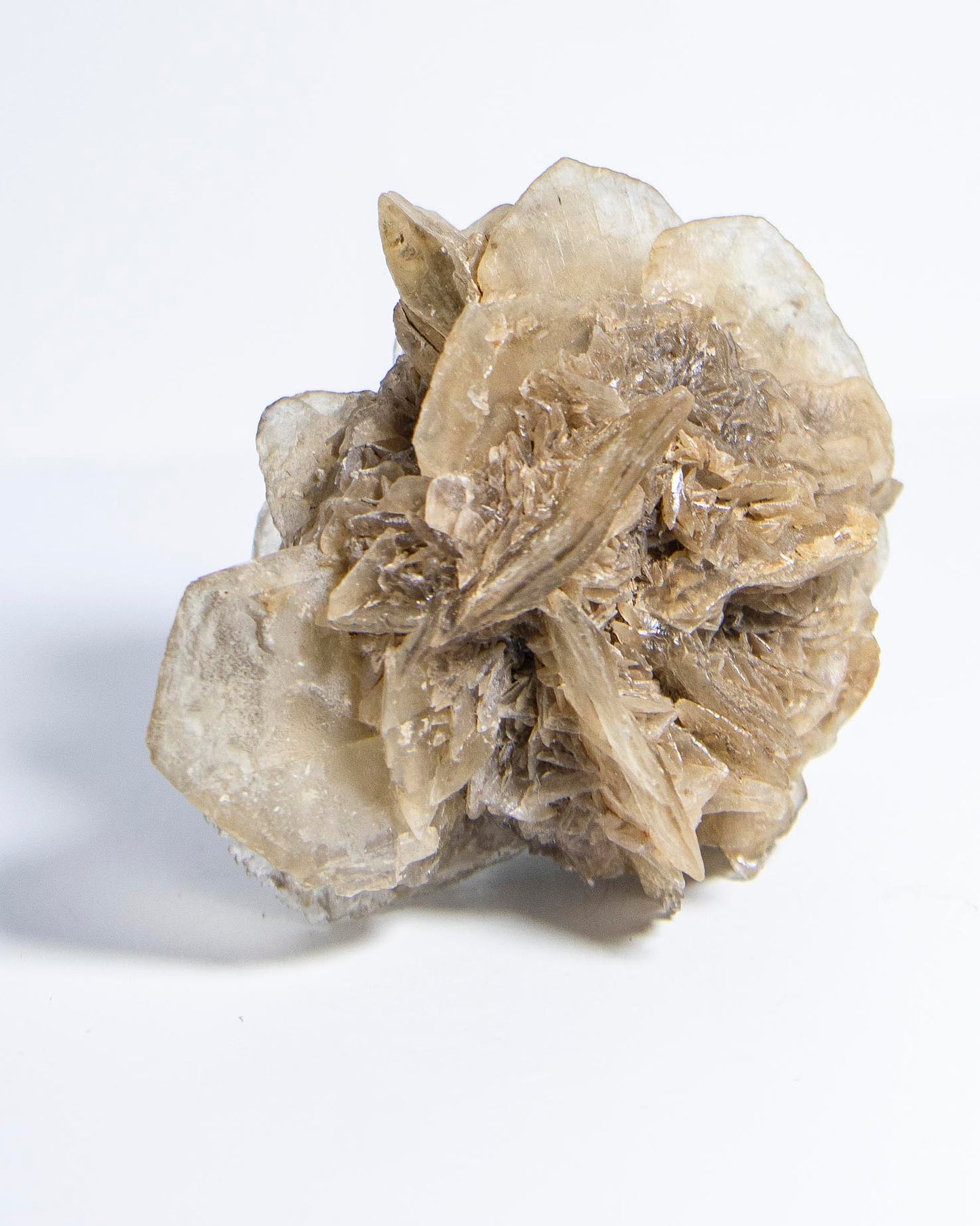 Rose Gypsum - Tuscany, Italy