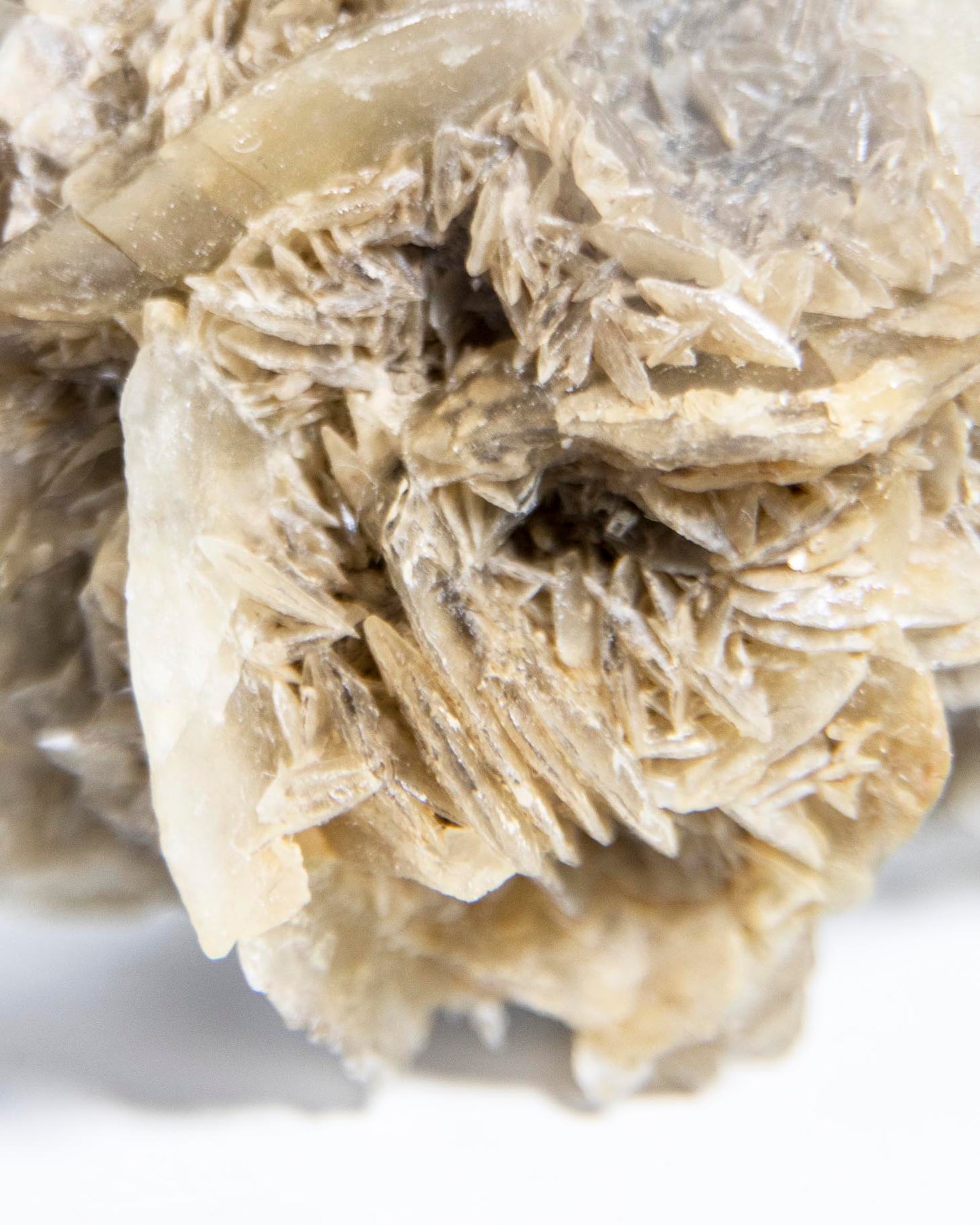 Rose Gypsum - Tuscany, Italy