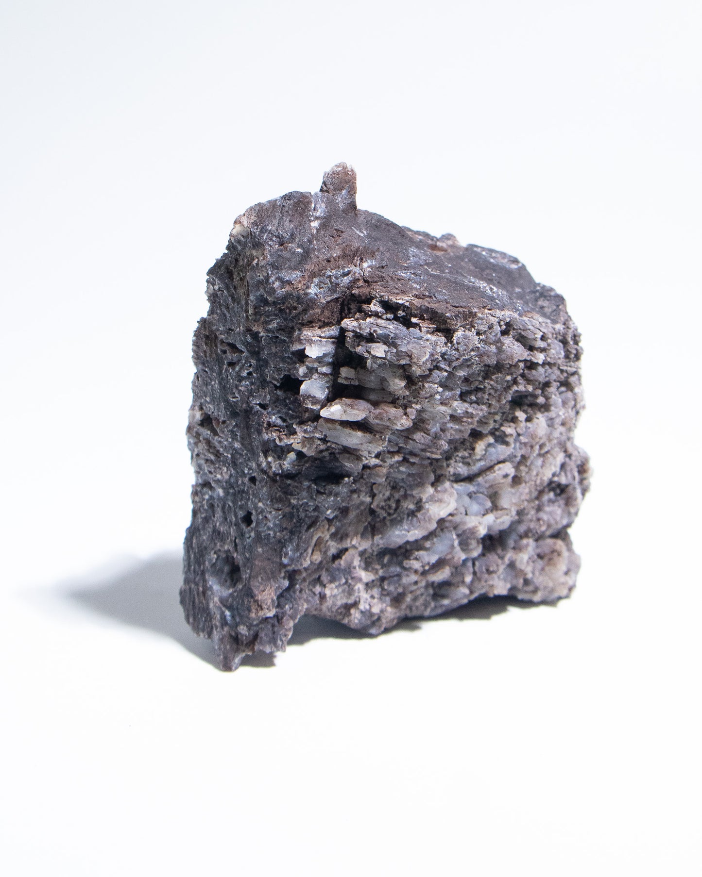 義大利阿爾卑斯木化石共生玉髓rare petrified wood covered with chalcedony features beautiful pale blue hue