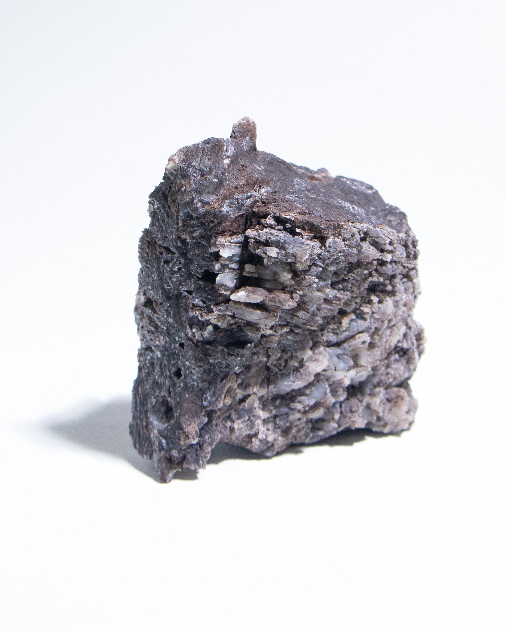 義大利阿爾卑斯木化石共生玉髓rare petrified wood covered with chalcedony features beautiful pale blue hue