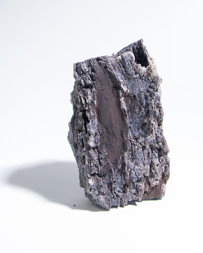 義大利阿爾卑斯木化石共生玉髓rare petrified wood covered with chalcedony features beautiful pale blue hue