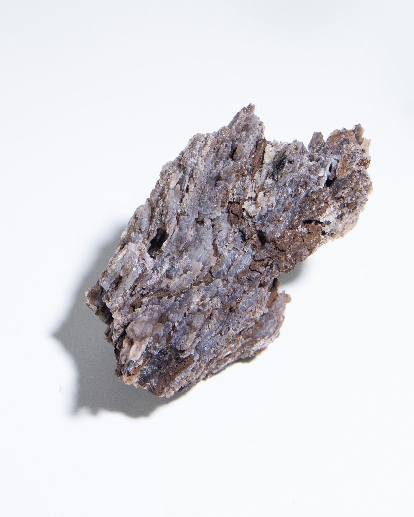 義大利阿爾卑斯木化石共生玉髓rare petrified wood covered with chalcedony features beautiful pale blue hue