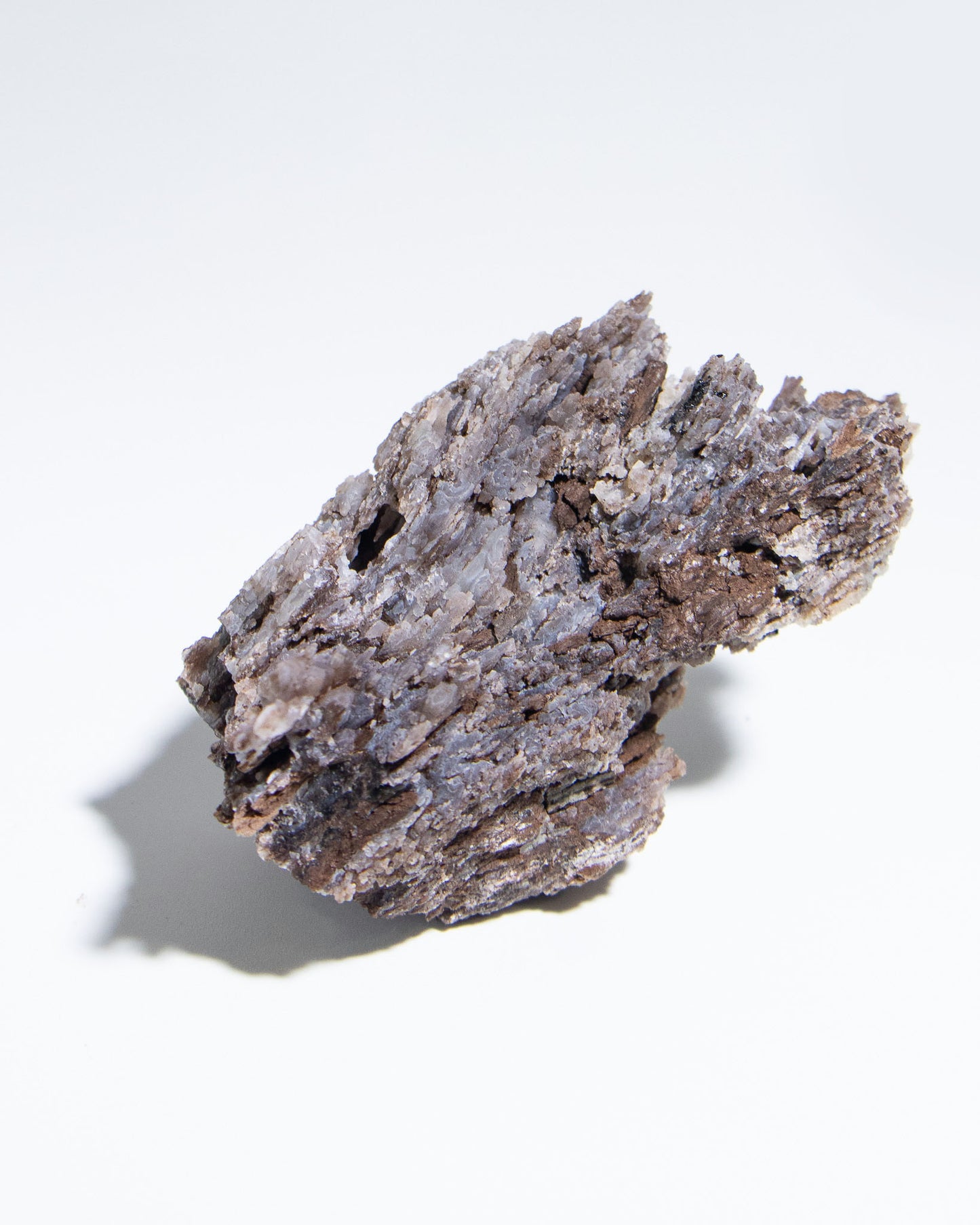 義大利阿爾卑斯木化石共生玉髓rare petrified wood covered with chalcedony features beautiful pale blue hue