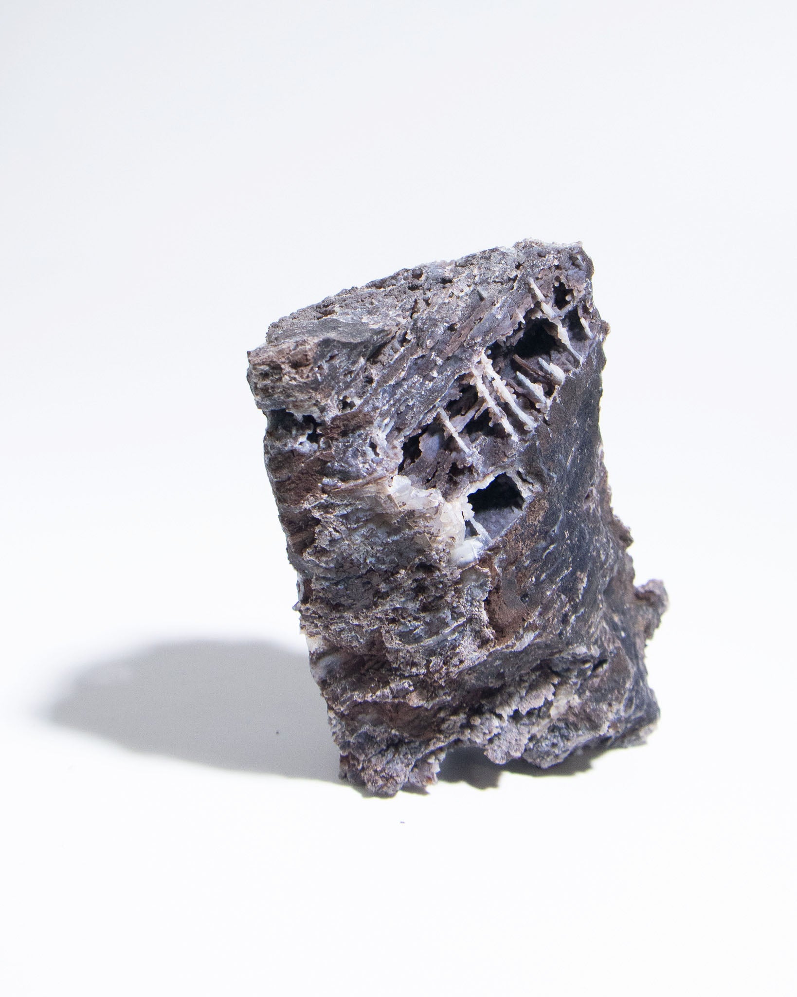 義大利阿爾卑斯木化石共生玉髓rare petrified wood covered with chalcedony features beautiful pale blue hue