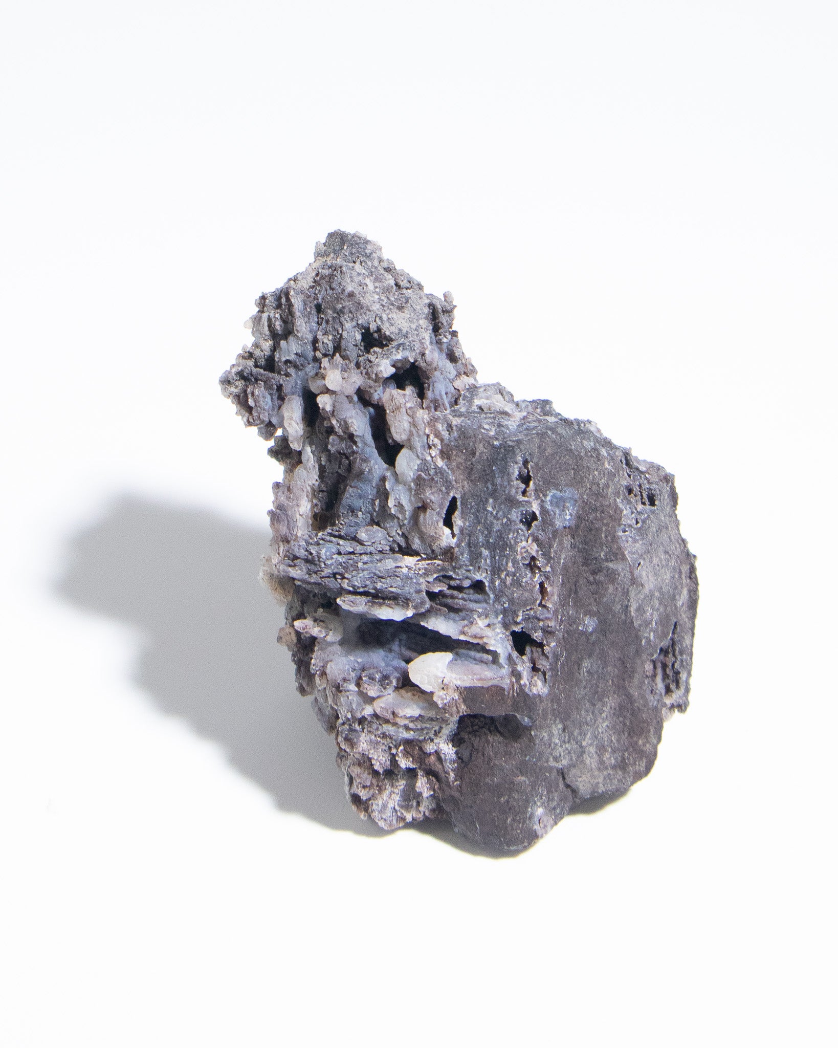 義大利阿爾卑斯木化石共生玉髓rare petrified wood covered with chalcedony features beautiful pale blue hue