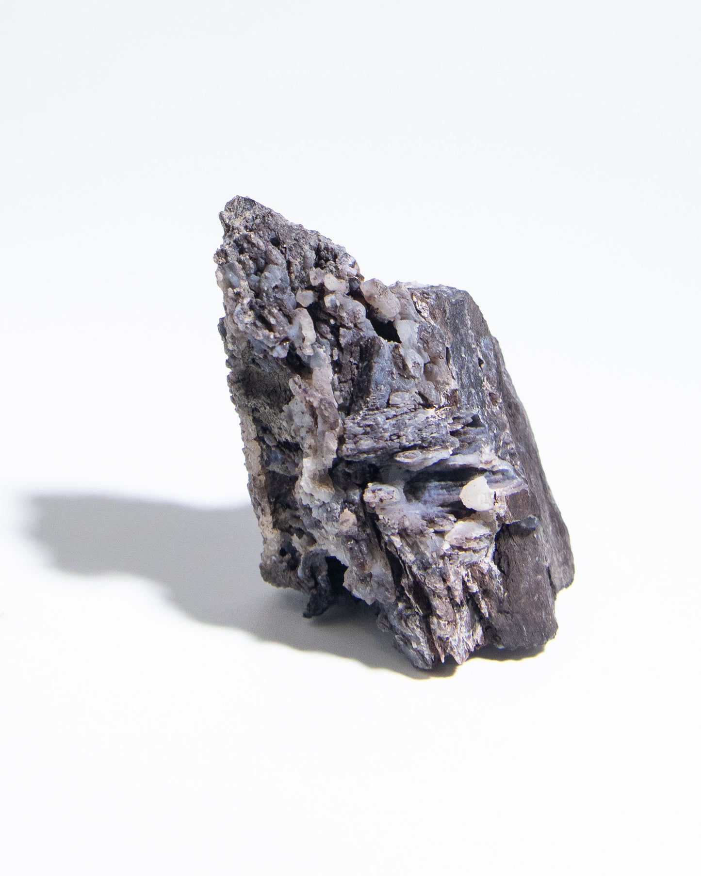 義大利阿爾卑斯木化石共生玉髓rare petrified wood covered with chalcedony features beautiful pale blue hue