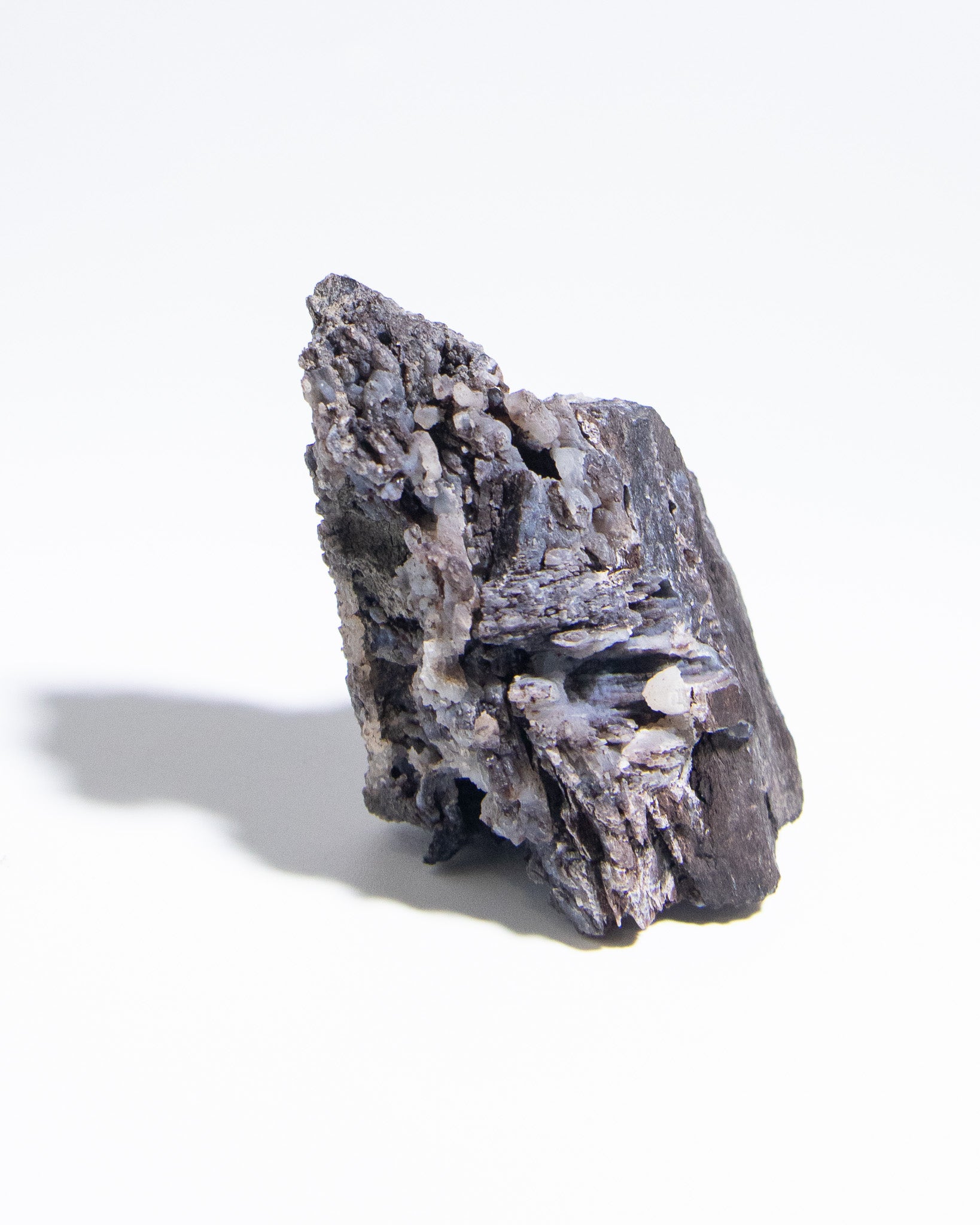 義大利阿爾卑斯木化石共生玉髓rare petrified wood covered with chalcedony features beautiful pale blue hue