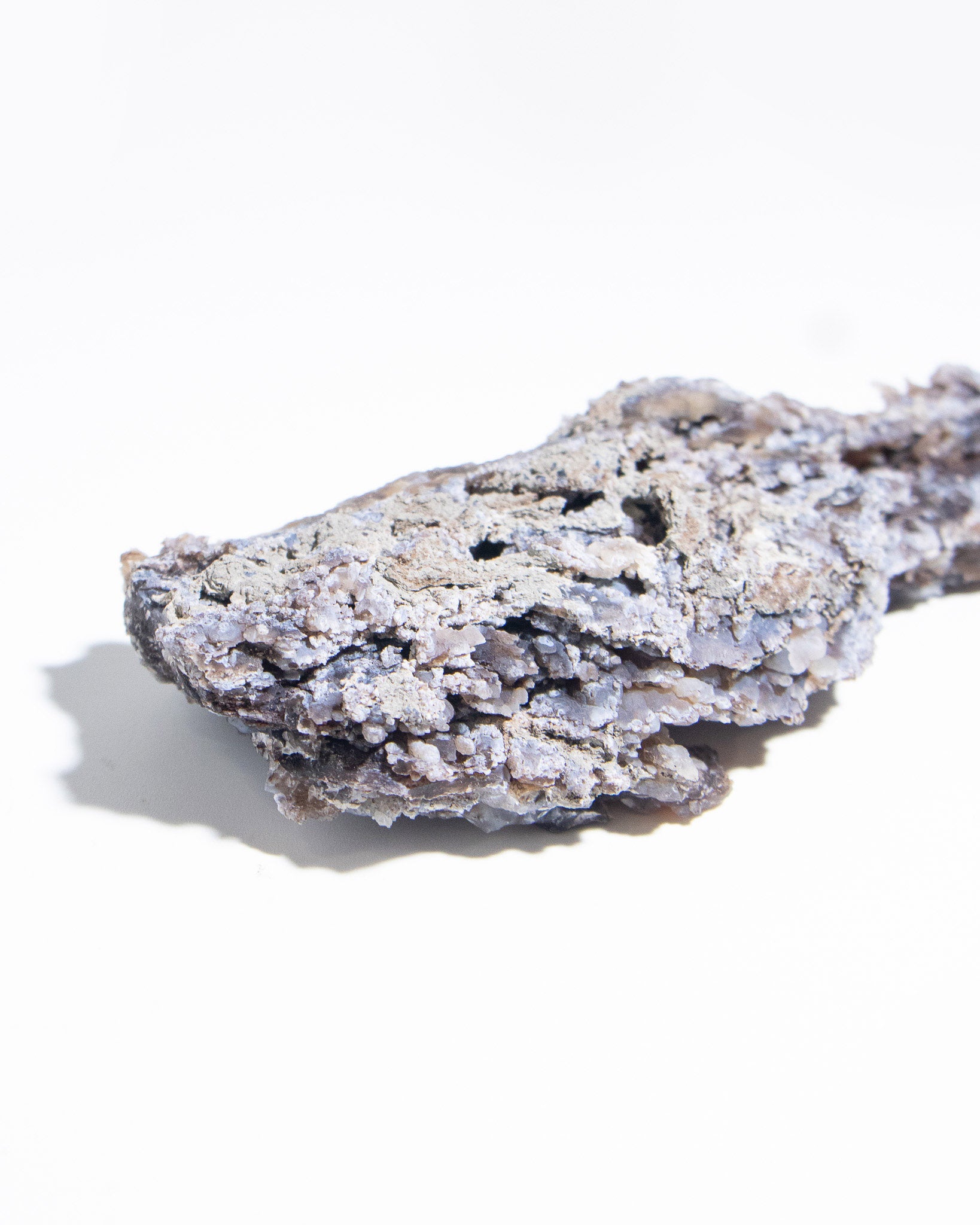 義大利阿爾卑斯木化石共生玉髓rare petrified wood covered with chalcedony features beautiful pale blue hue