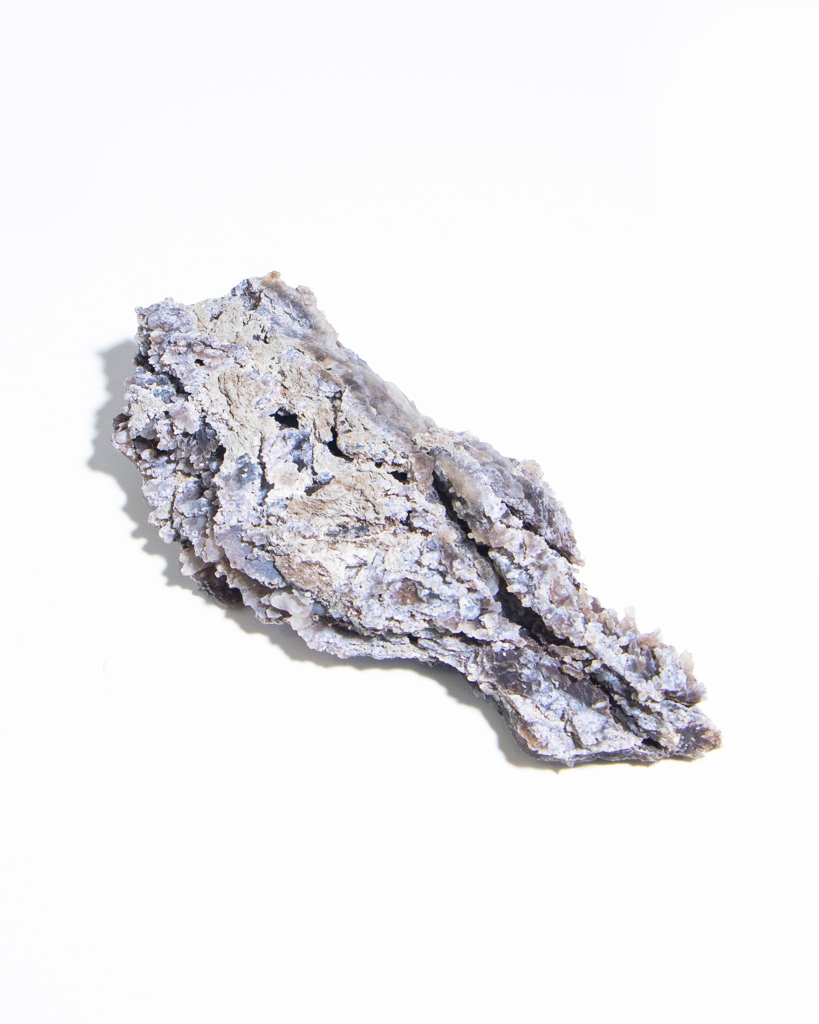 義大利阿爾卑斯木化石共生玉髓rare petrified wood covered with chalcedony features beautiful pale blue hue