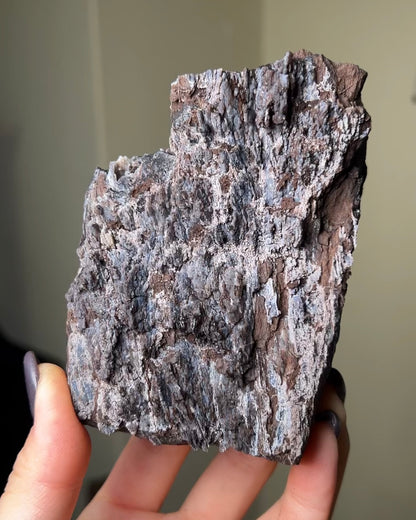 義大利阿爾卑斯木化石共生玉髓rare petrified wood covered with chalcedony features beautiful pale blue hue