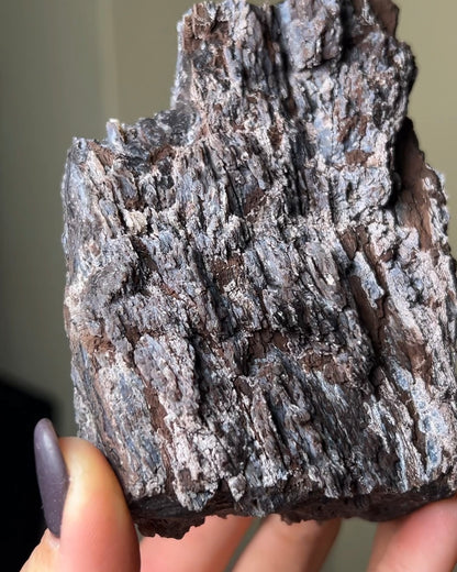 義大利阿爾卑斯木化石共生玉髓rare petrified wood covered with chalcedony features beautiful pale blue hue