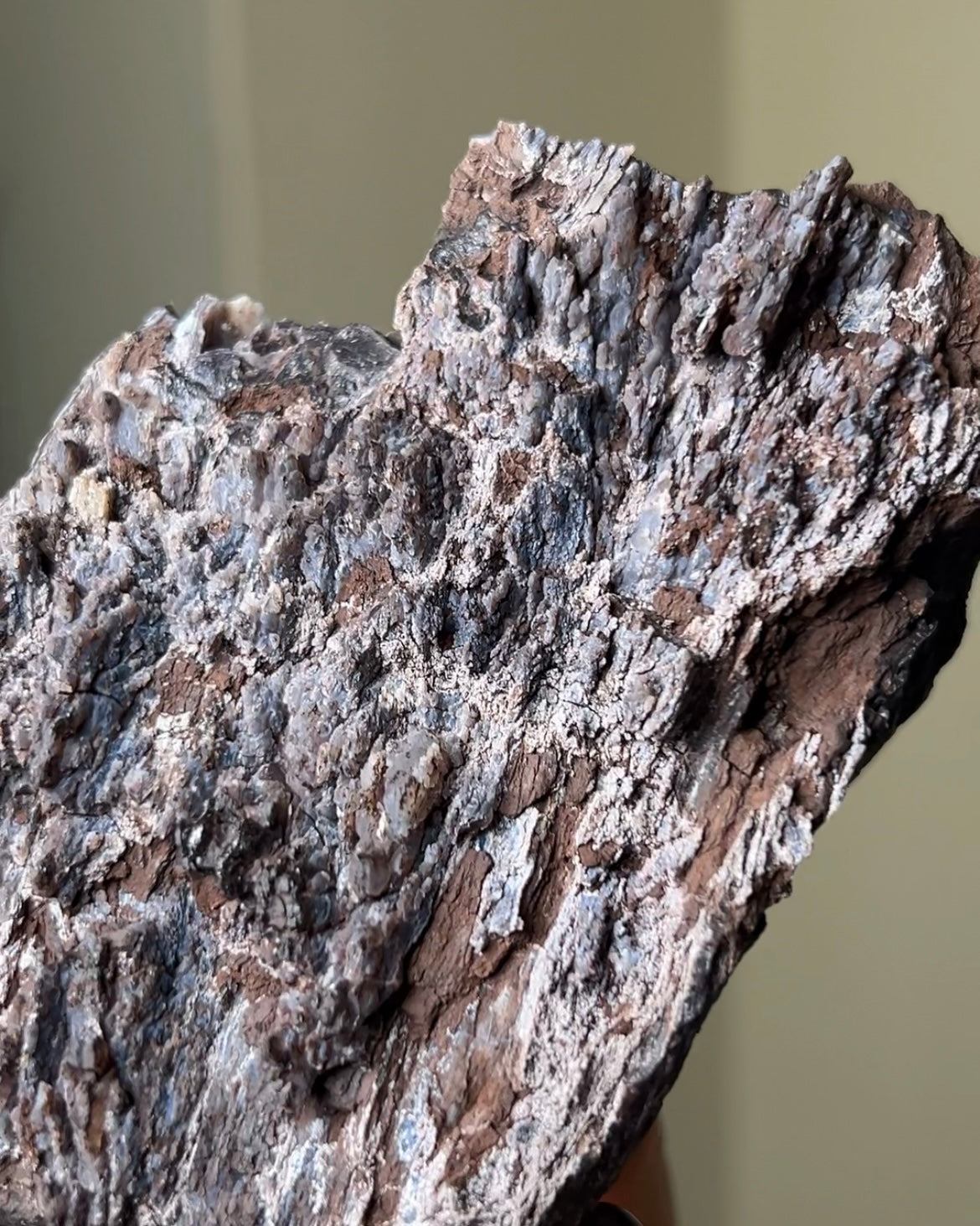 義大利阿爾卑斯木化石共生玉髓rare petrified wood covered with chalcedony features beautiful pale blue hue