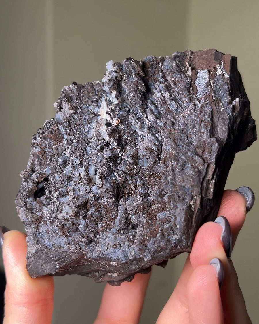 義大利阿爾卑斯木化石共生玉髓rare petrified wood covered with chalcedony features beautiful pale blue hue