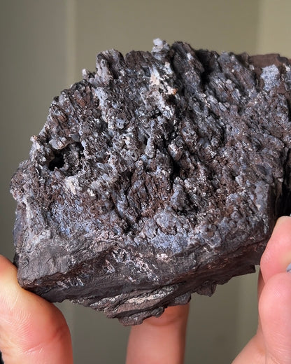 義大利阿爾卑斯木化石共生玉髓rare petrified wood covered with chalcedony features beautiful pale blue hue