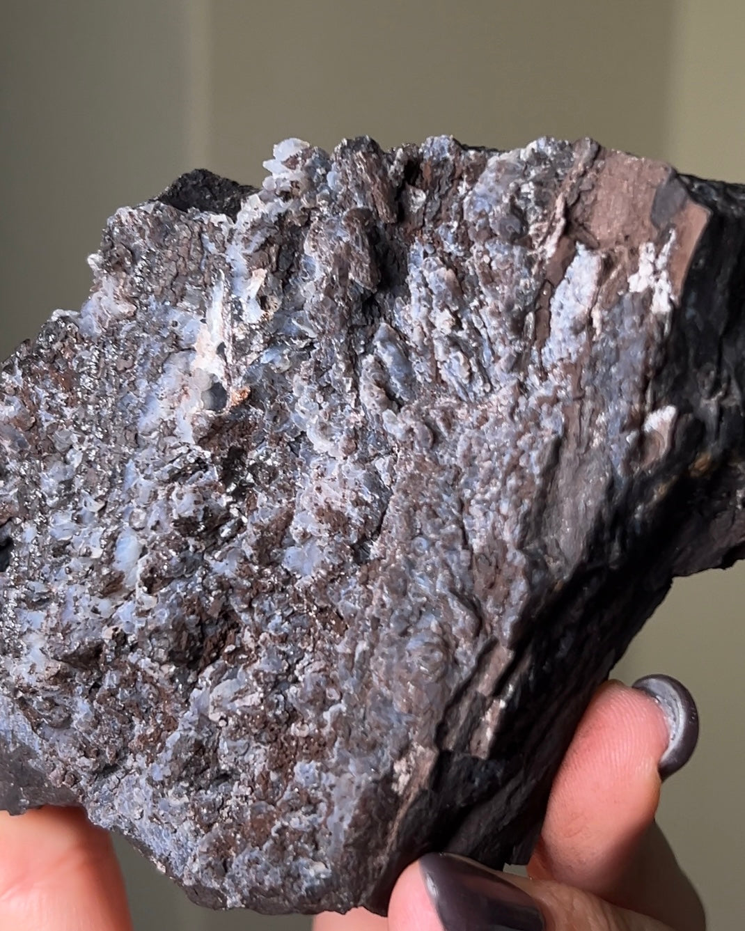 義大利阿爾卑斯木化石共生玉髓rare petrified wood covered with chalcedony features beautiful pale blue hue