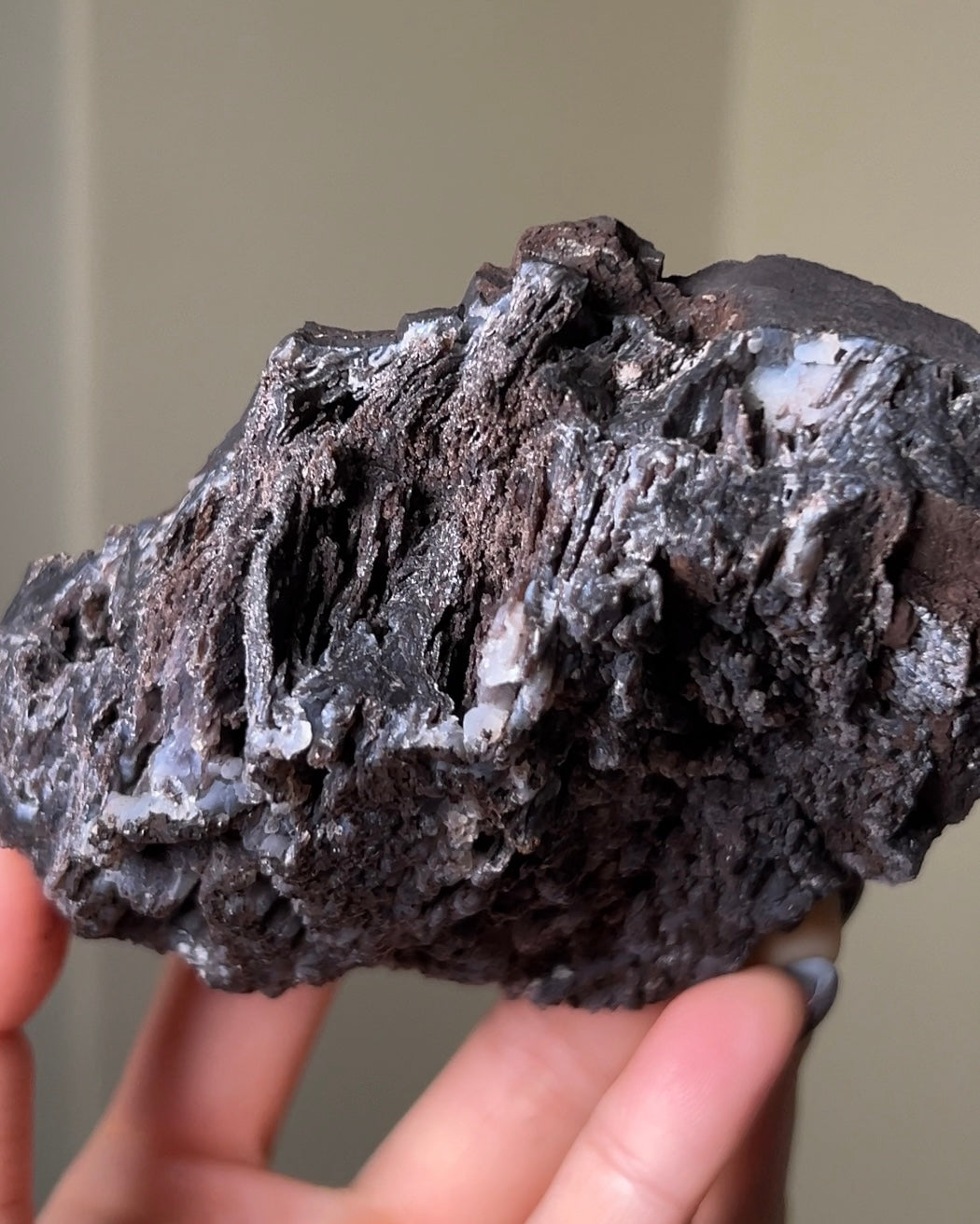 義大利阿爾卑斯木化石共生玉髓rare petrified wood covered with chalcedony features beautiful pale blue hue