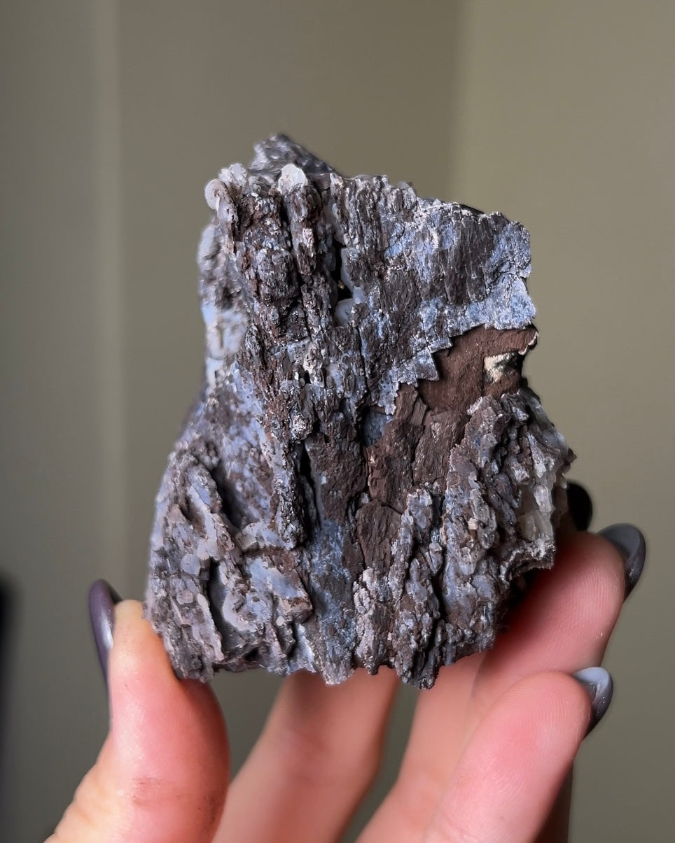 義大利阿爾卑斯木化石共生玉髓rare petrified wood covered with chalcedony features beautiful pale blue hue