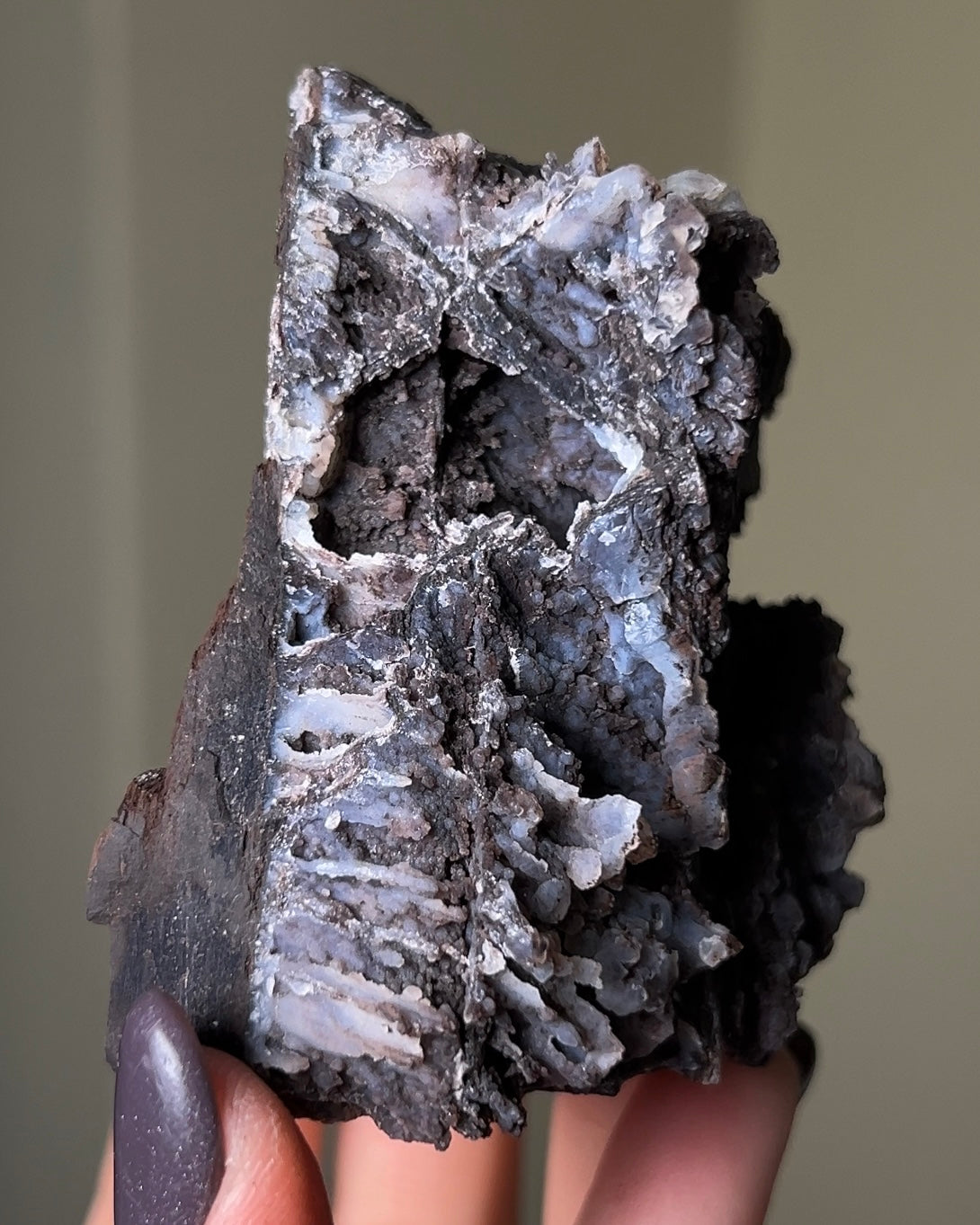 義大利阿爾卑斯木化石共生玉髓rare petrified wood covered with chalcedony features beautiful pale blue hue