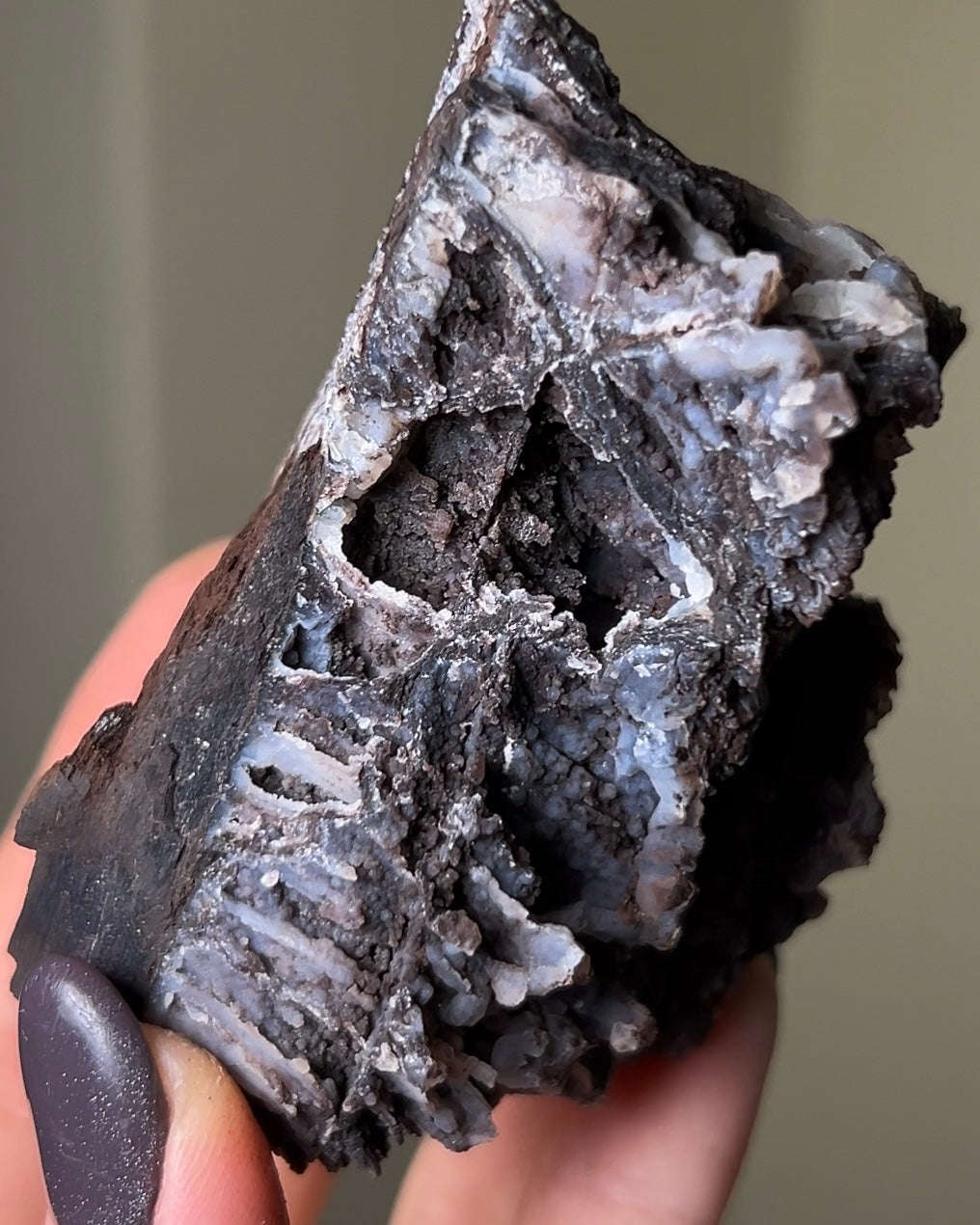 義大利阿爾卑斯木化石共生玉髓rare petrified wood covered with chalcedony features beautiful pale blue hue