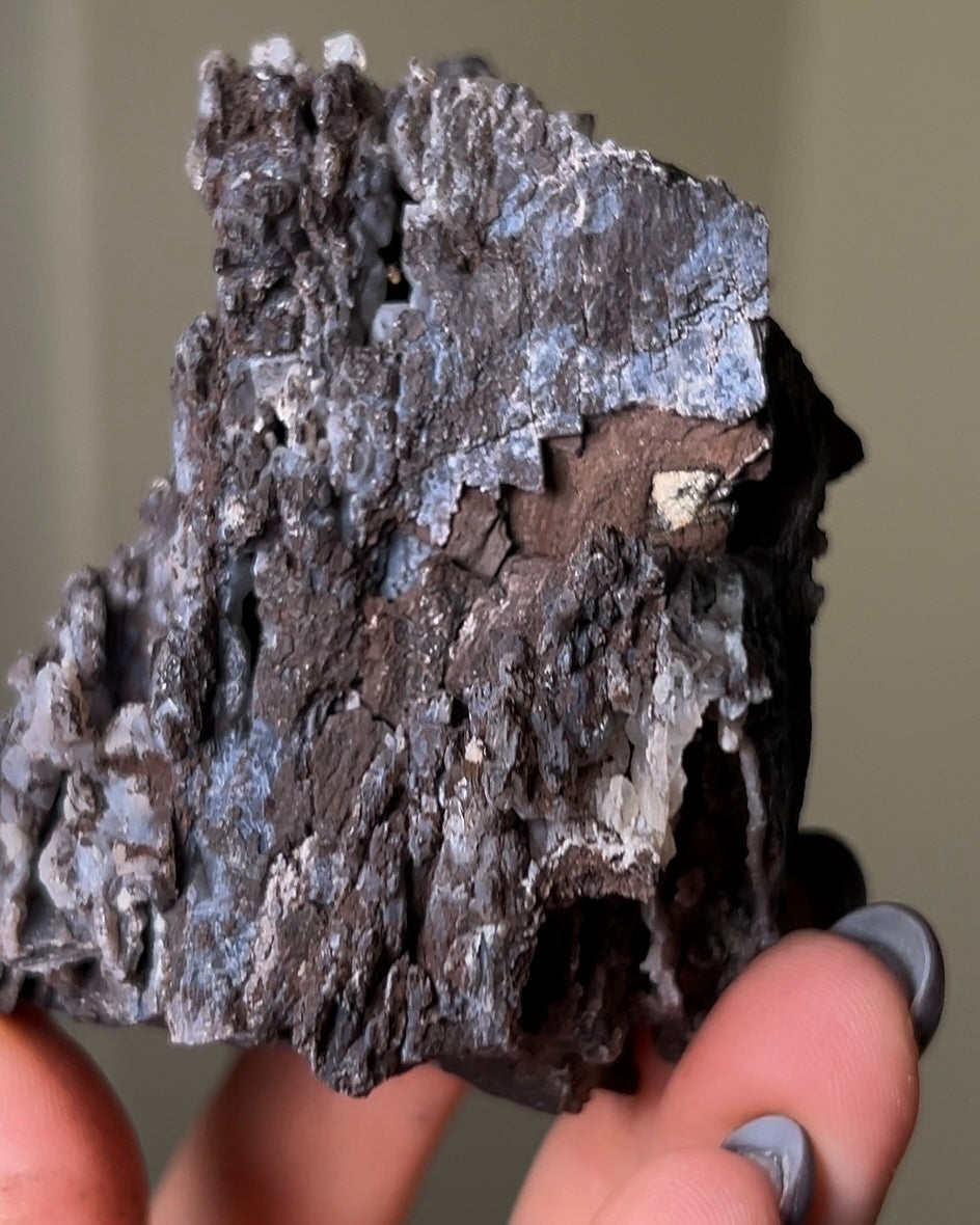 義大利阿爾卑斯木化石共生玉髓rare petrified wood covered with chalcedony features beautiful pale blue hue