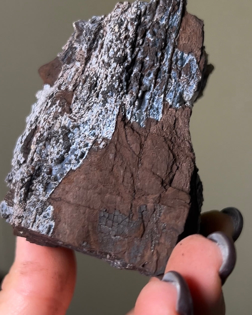 義大利阿爾卑斯木化石共生玉髓rare petrified wood covered with chalcedony features beautiful pale blue hue