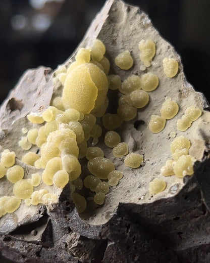 稀有的義大利球狀方解石，常長在玄武岩上 Rare Italian botryoidal calcite typically occurs on basalt.