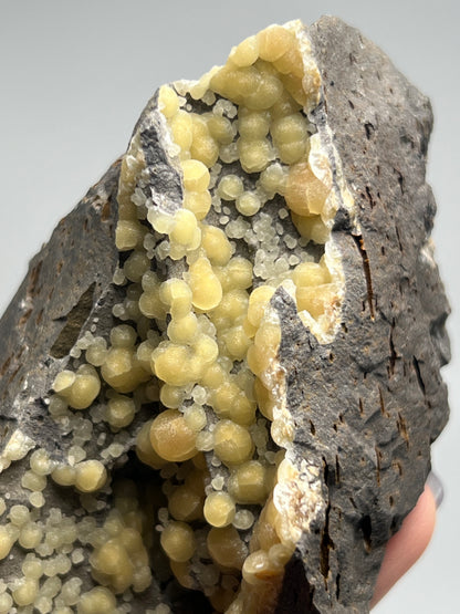 稀有的義大利球狀方解石，常長在玄武岩上 Rare Italian botryoidal calcite typically occurs on basalt.
