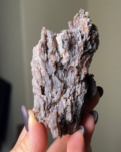 義大利阿爾卑斯木化石共生玉髓rare petrified wood covered with chalcedony features beautiful pale blue hue