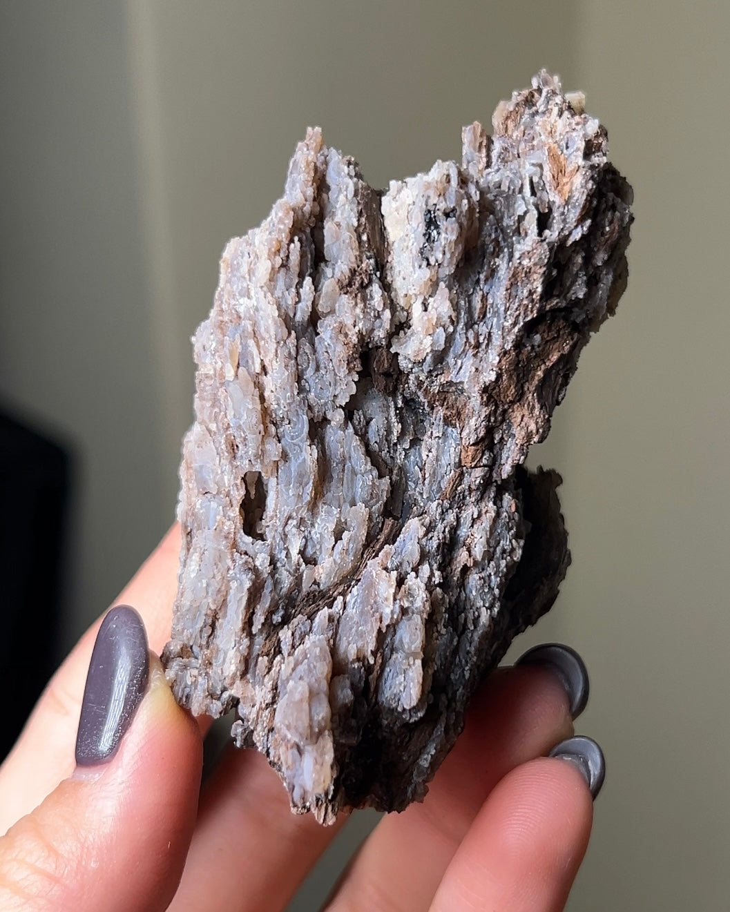 義大利阿爾卑斯木化石共生玉髓rare petrified wood covered with chalcedony features beautiful pale blue hue