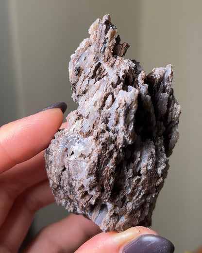 義大利阿爾卑斯木化石共生玉髓rare petrified wood covered with chalcedony features beautiful pale blue hue