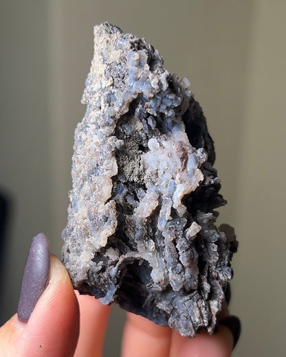 義大利阿爾卑斯木化石共生玉髓rare petrified wood covered with chalcedony features beautiful pale blue hue