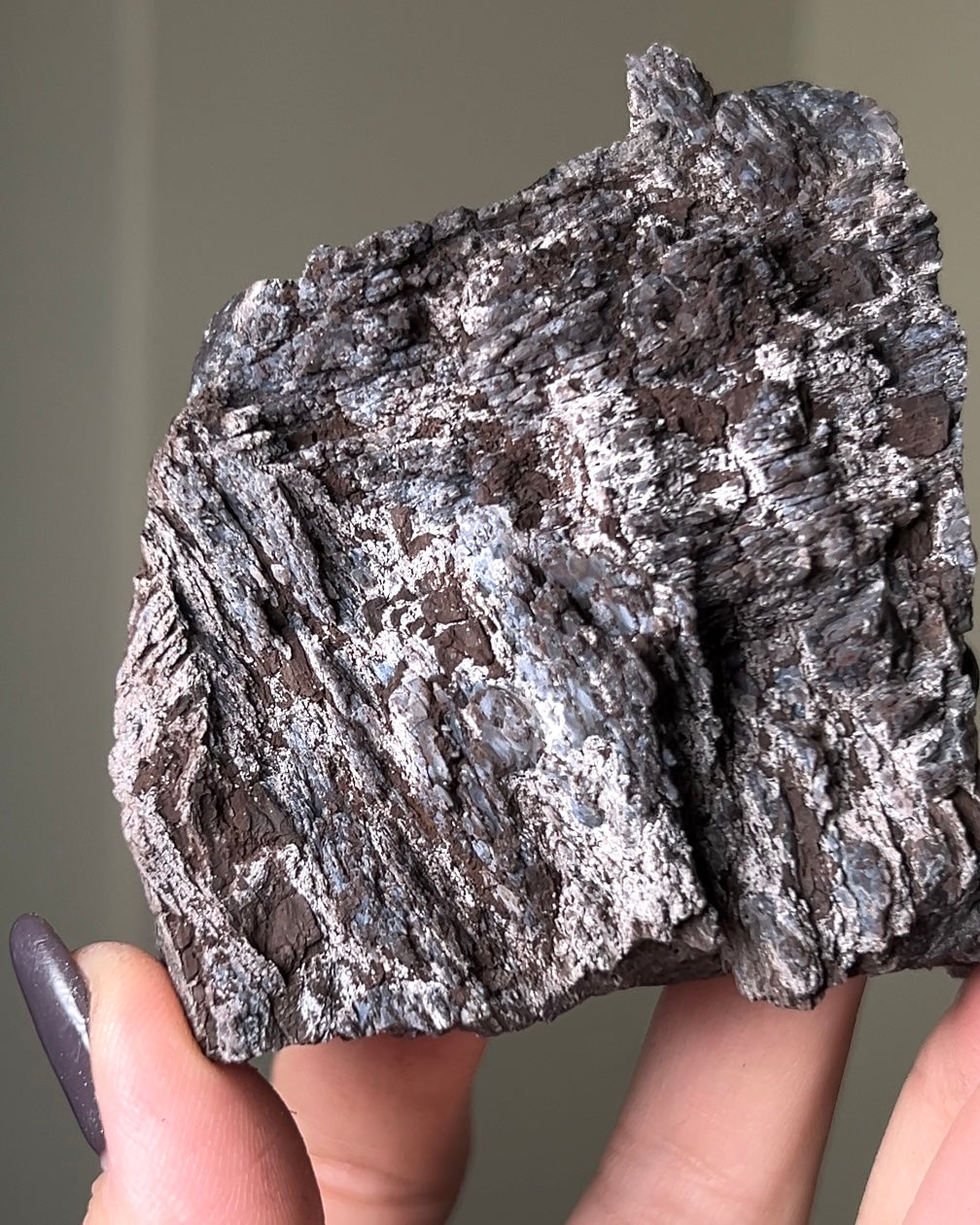 義大利阿爾卑斯木化石共生玉髓rare petrified wood covered with chalcedony features beautiful pale blue hue
