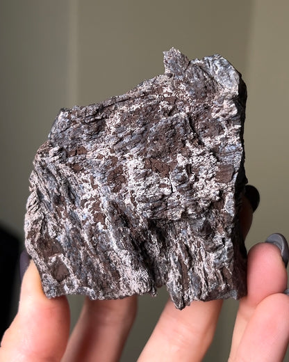 義大利阿爾卑斯木化石共生玉髓rare petrified wood covered with chalcedony features beautiful pale blue hue