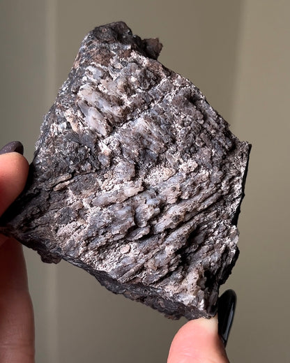 義大利阿爾卑斯木化石共生玉髓rare petrified wood covered with chalcedony features beautiful pale blue hue