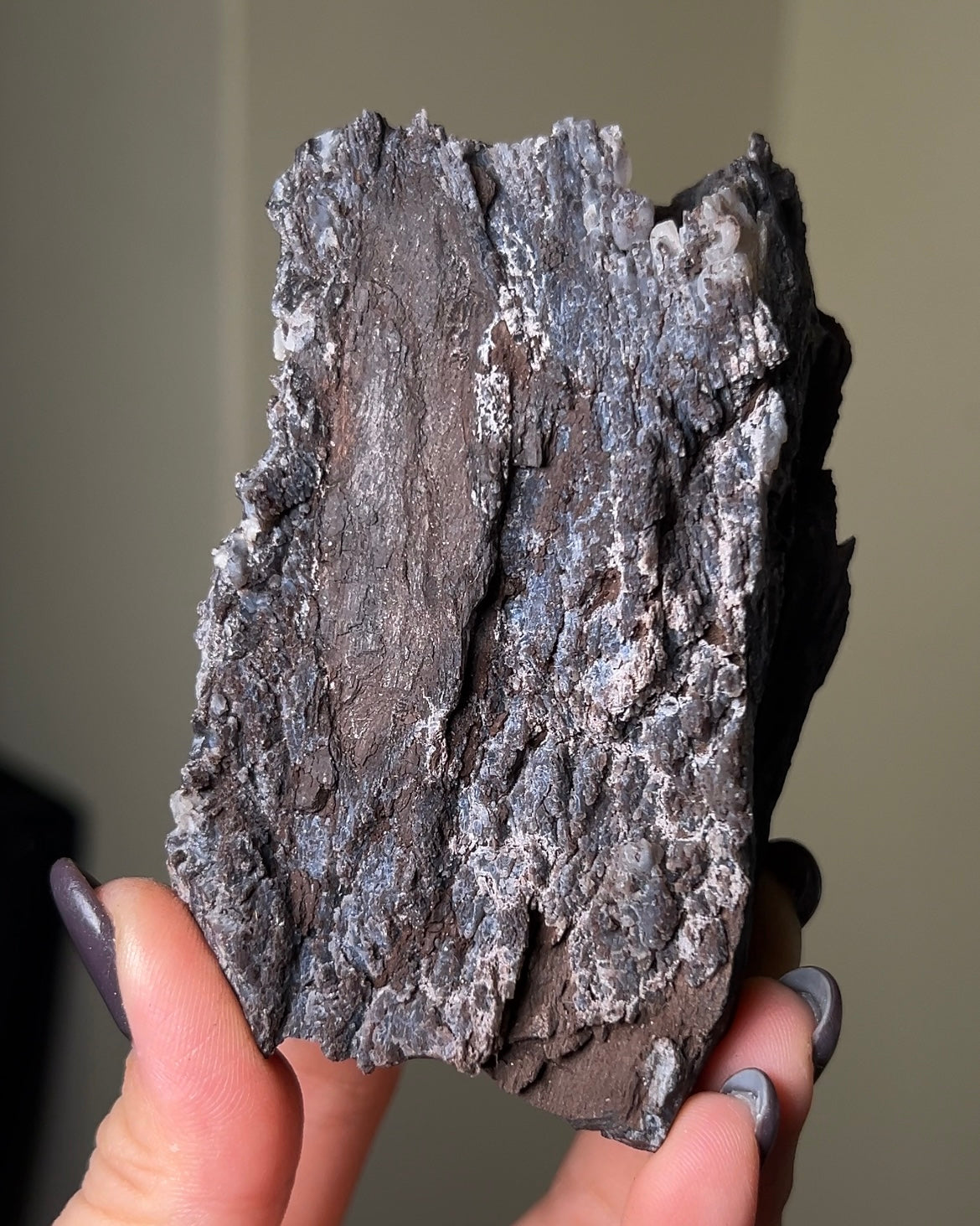 義大利阿爾卑斯木化石共生玉髓rare petrified wood covered with chalcedony features beautiful pale blue hue