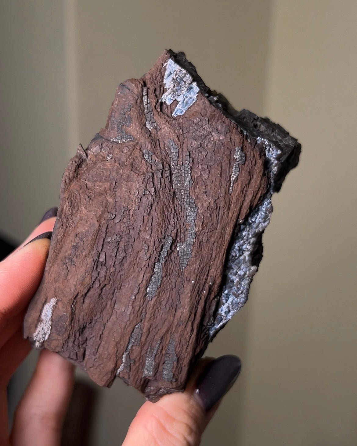 義大利阿爾卑斯木化石共生玉髓rare petrified wood covered with chalcedony features beautiful pale blue hue