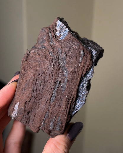 義大利阿爾卑斯木化石共生玉髓rare petrified wood covered with chalcedony features beautiful pale blue hue