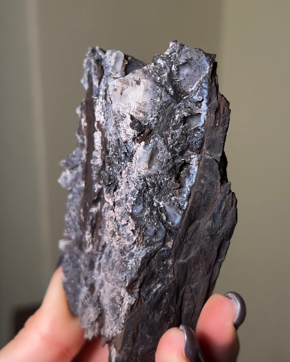 義大利阿爾卑斯木化石共生玉髓rare petrified wood covered with chalcedony features beautiful pale blue hue