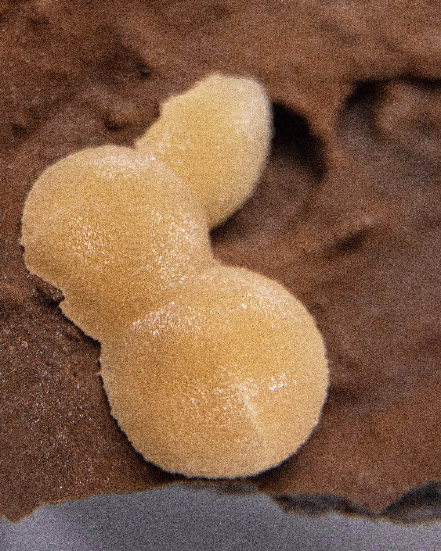 稀有的義大利球狀方解石，常長在玄武岩上 Rare Italian botryoidal calcite typically occurs on basalt.