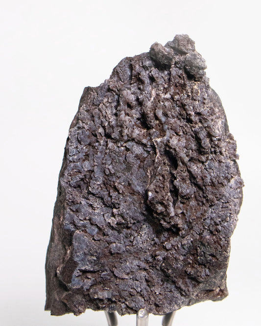 阿爾卑斯產木化石標本，含玉髓結晶與細緻紋理，是收藏者與自然系家居空間的理想裝飾品。