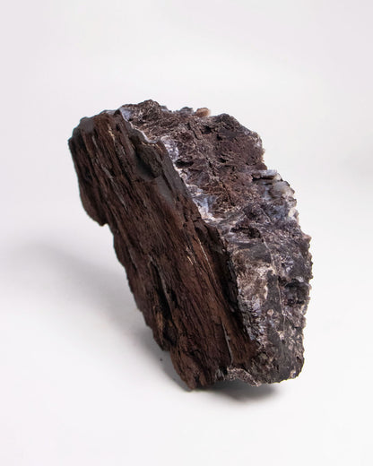 阿爾卑斯產木化石標本，含玉髓結晶與細緻紋理，是收藏者與自然系家居空間的理想裝飾品。